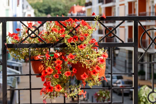 Flower Pot Petunias Flowers Hanging Wrought Iron Grill Terrace — Stock Photo, Image
