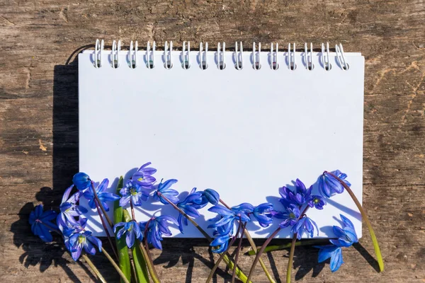 Blank notepad with blue scilla flowers on rustic wooden background. First spring flowers. Greeting card for Valentine\'s Day, Woman\'s Day and Mother\'s Day. Top view, copy space