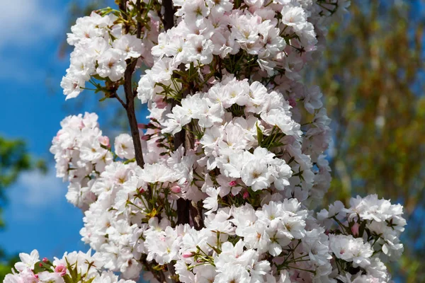 Floraison Cerisier Printemps — Photo