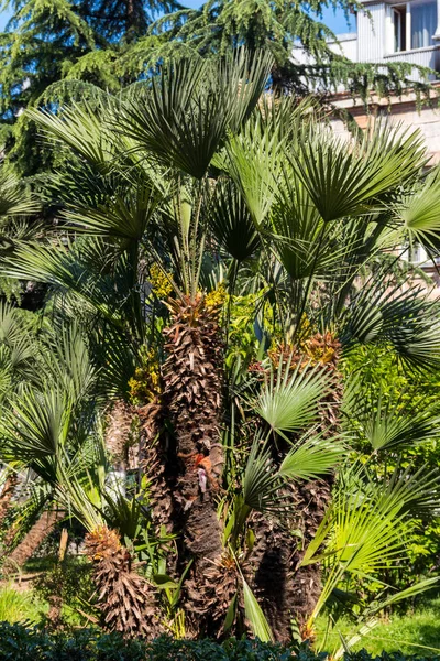 Park Trachycarpus fortunei (Chusan palm veya yel değirmeni palmiye)
