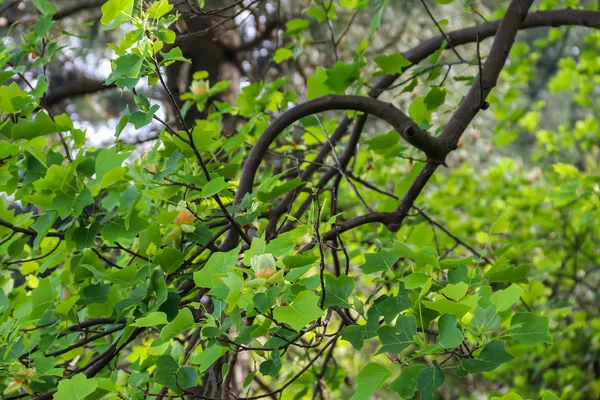 Kwiat Tulip Drzewa Znane Jako Tulipanowiec Amerykański Tulipwood Tuliptree Tulipan — Zdjęcie stockowe