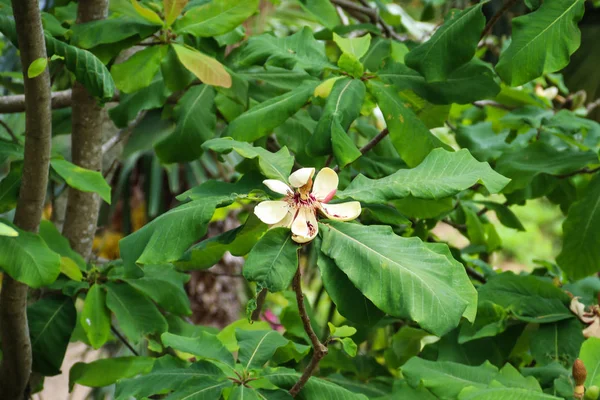 Mooie Bloemen Van Magnolia Grandiflora Zuidelijke Magnolia Bull Bay — Stockfoto