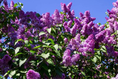 Bir Bush mor eflatun çiçekler