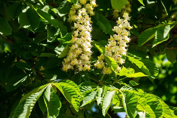 Blommande Grenar Kastanjeträd Aesculus Hippocastanum — Stockfoto