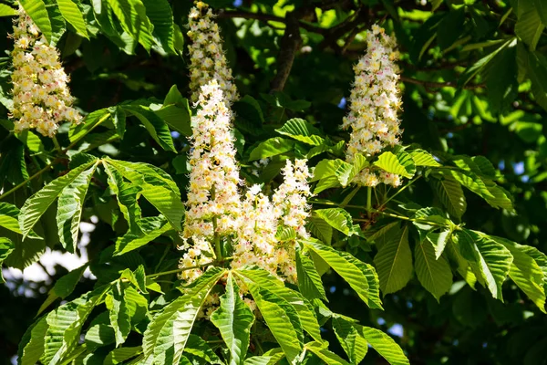 Kestane ağacının çiçek açan dalları (Aesculus hippocastanum)