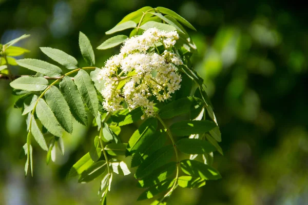 Rowan ağacı çiçek. Beyaz rowan ağacı çiçek şube