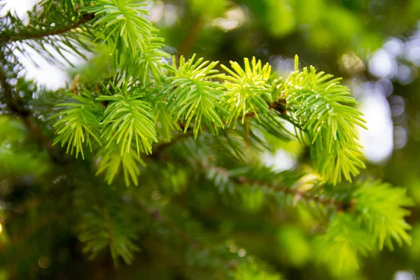 Young Needles Fir Tree Branches Spring — Stock Photo, Image