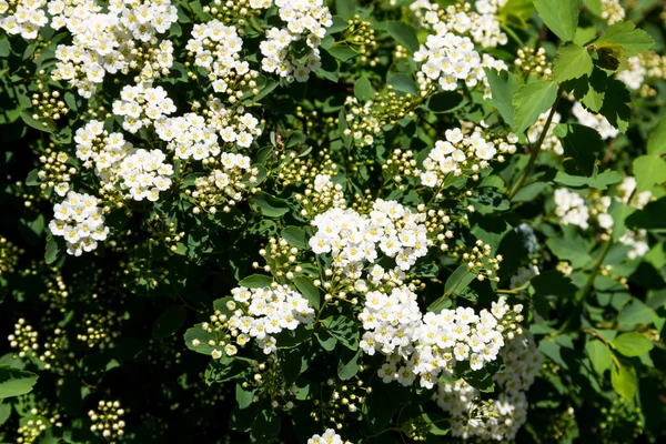 白色开花灌木尖花花 新娘花环 — 图库照片