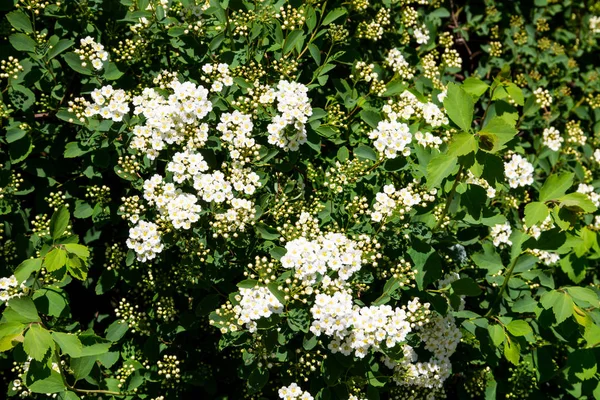 白色开花灌木尖花花 新娘花环 — 图库照片