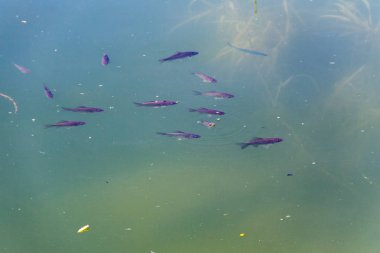 Gölün mavi sularında küçük balıklar yüzer.