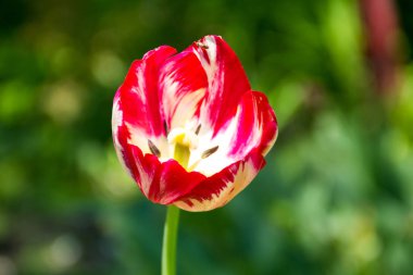 Kırmızı lale bahçesinde flowerbed üzerinde