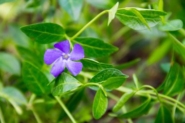 Mavi deniz salyangozu (vinca küçük)