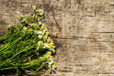 Kırsal ahşap arka planda papatya çiçekleri ve fotokopi alanı. Üst görünüm