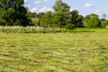 Saman sıralarıyla yeni biçilmiş çayır. Tarım Yazı manzarası