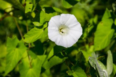 Beyaz gündüzsefası çiçek çayır üzerinde