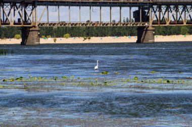 Dinyeper nehrinde küçük balıkçıl ya da beyaz balıkçıl (Egretta garzetta)