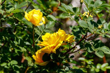 Bahçede sarı gül güzel bush