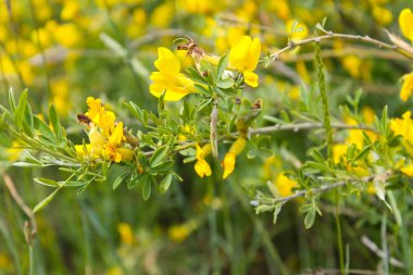 Çayır üzerinde sarı çiçek açan akasya