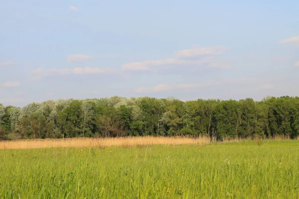 Geniş çayır ve yeşil ağaçlar, bahar yatay 