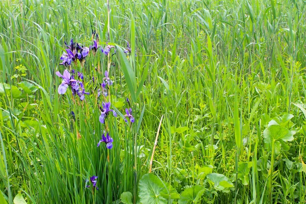 Flores Iris Azul Salvaje —  Fotos de Stock