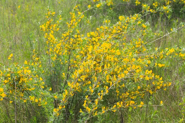 Arbustos Acácia Flor Amarela — Fotografia de Stock