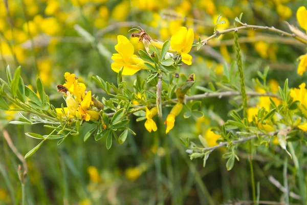 Çayır üzerinde sarı çiçek açan akasya