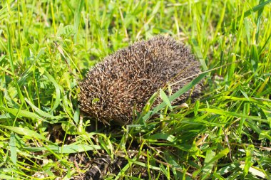 Yeşil çimlerde kirpi