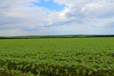 Alan genç ayçiçeği bitki