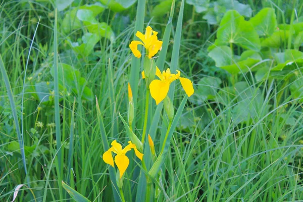 Wild Yellow Iris Flowers — Stock Photo, Image