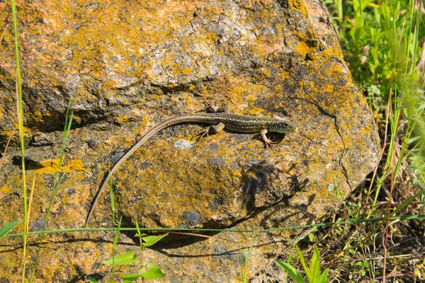 Lézard Sur Pierre — Photo