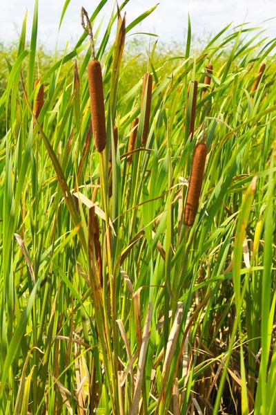 Reeds in a marsh