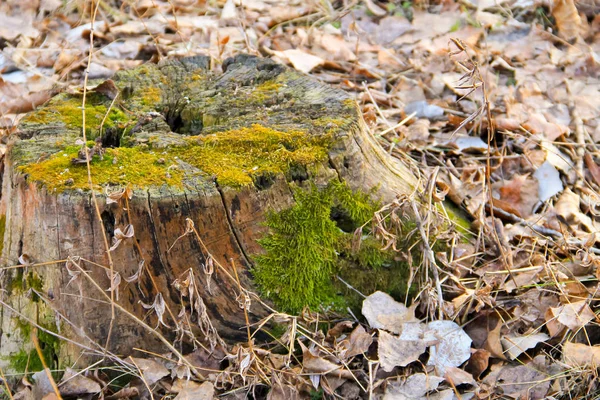 森の中の苔で切り株 — ストック写真