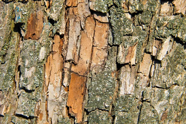 Textura Casca Árvore Fundo Madeira — Fotografia de Stock