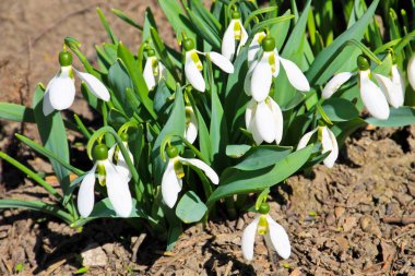 Kardelen çiçekler (Galanthus nivalis) erken bahar beyaz