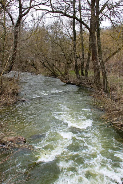 Flod Skogen Våren — Stockfoto