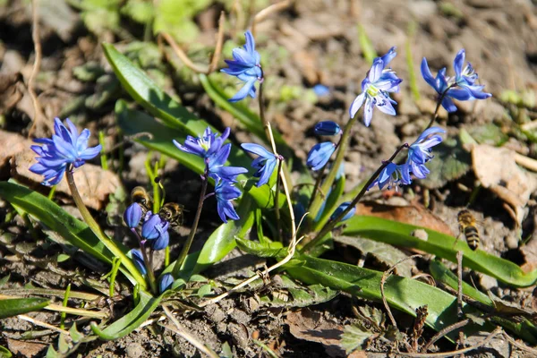 Modré Květy Šišky Scilla Siberica Nebo Sibiřský Squill První Jarní — Stock fotografie
