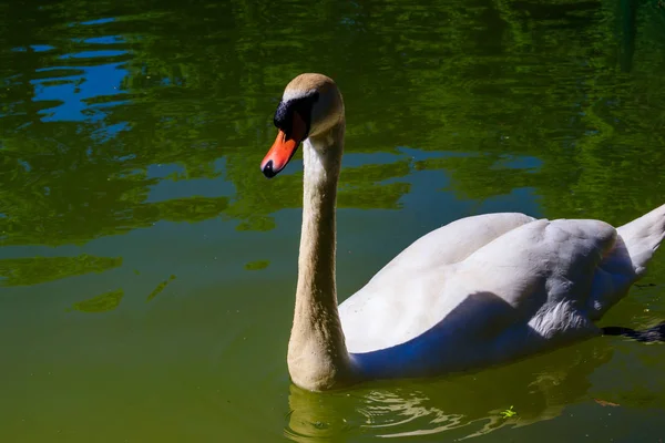 Weißer Schwan Schwimmt See — Stockfoto