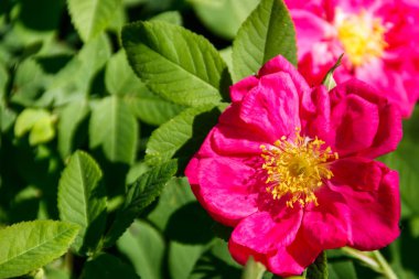 Bush bahçedeki çiçekleri köpek-gül (Kuşburnu) pembe