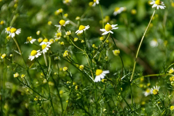 Wiese Mit Kamillenblüten Matricaria Chamomilla — Stockfoto