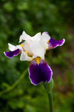 Bahçedeki çiçek tarhında güzel bir iris çiçeği