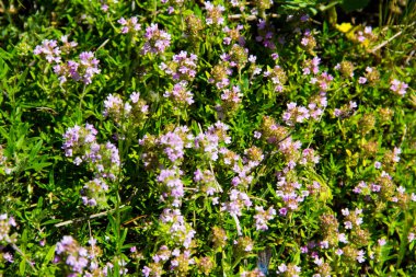 Çayır üzerinde yabani kekik (Thymus vulgaris)