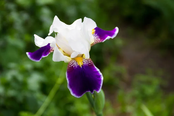 Hermosa Flor Iris Lecho Flores Jardín —  Fotos de Stock