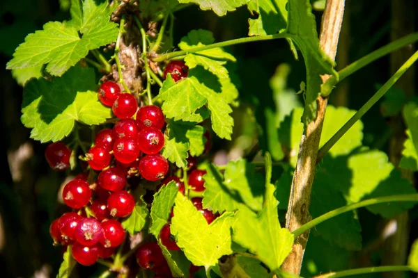 Ripe Merah Currant Berry Semak Close — Stok Foto