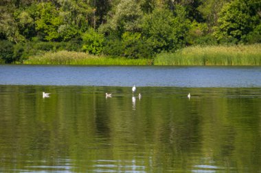 Martılar ve Nehri üzerinde beyaz ak balıkçıl