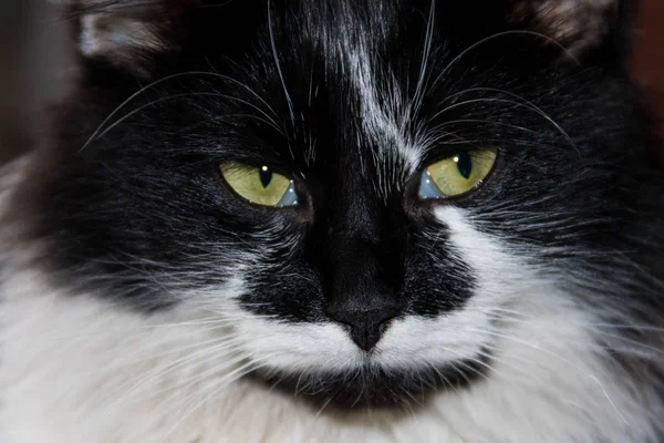 Retrato Gato Fofo Preto Branco Close — Fotografia de Stock