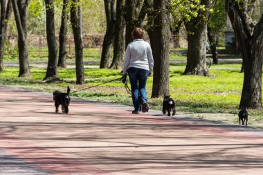 Köpekler bir şehir parkta yürüyen kadın