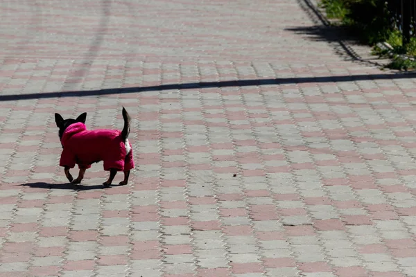 Черная Чихуахуа Собачьей Одежде Парке — стоковое фото