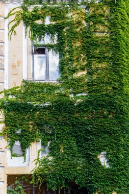Evin cephe yeşil yabani üzüm ile kaplı