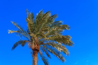 Mavi gökyüzü arka planında palmiye ağacı