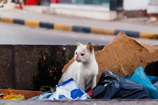 Homeless street cat is looking for food in the trash container. White stray cat in garbage bin. Concept of protecting homeless animals